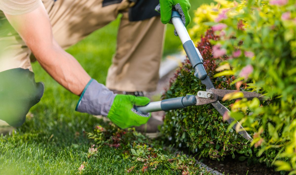 Les secrets d'un paysagiste : comment créer un jardin harmonieux ?